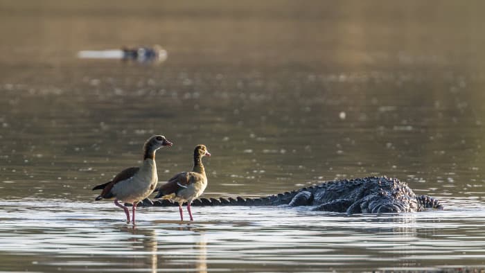 Nile crocodile and Egyptian geese in Kruger National Park