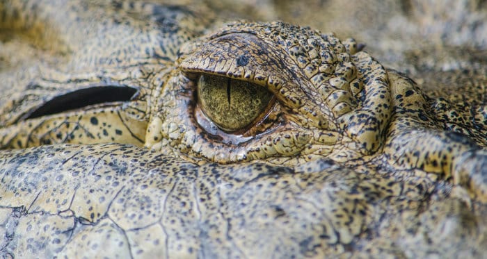Crocodile eyelid macro