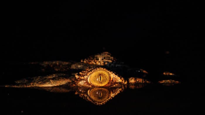 Crocodile eye shone with a spotlight at night