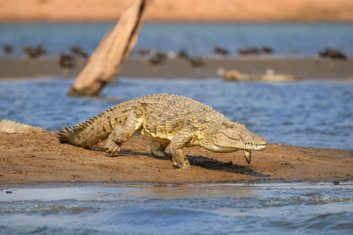 Big Nile crocodile running into the water, Lake Kariba, Zambia