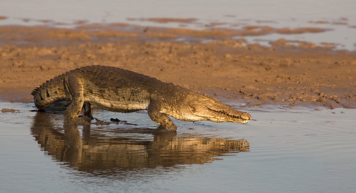 Lone Nile crocodile on the banks of the Luangwa River