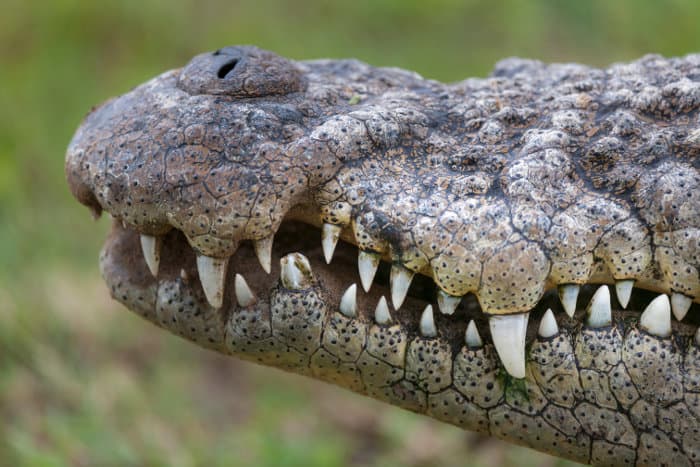 Crocodile snout, focusing on teeth and nostrils