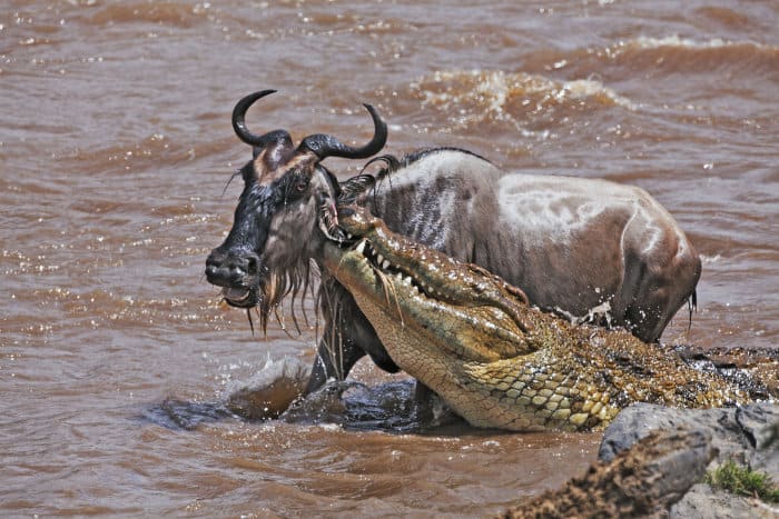 Nile crocodile vs blue wildebeest in the Mara river