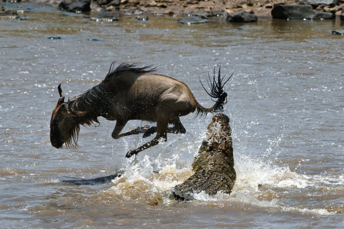 Crocodile vs wildebeest in the Mara river