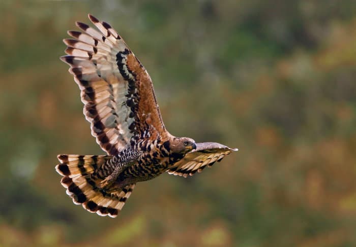 African crowned eagle in flight