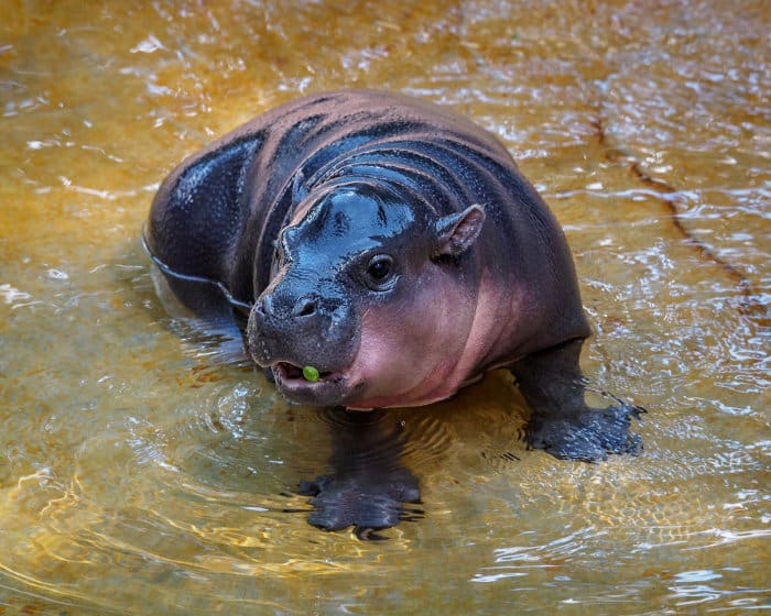 Baby pygmy hippo cuteness