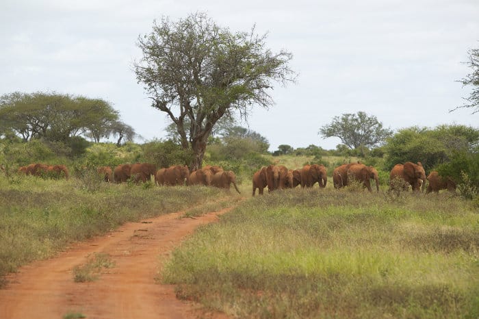 David Sheldrick elephants in Tsavo National Park, Kenya
