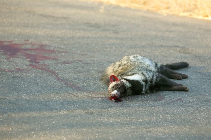 Dead African civet - road kill in the Kruger, South Africa