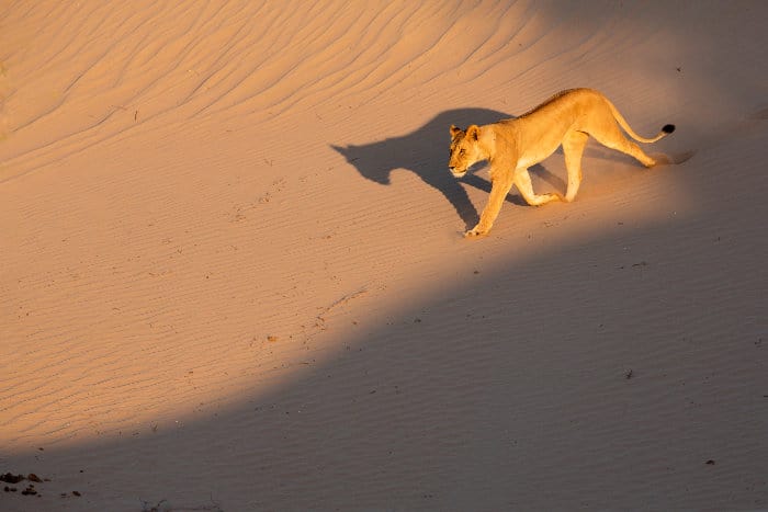 Desert lion running down a sand dune in Namibia's Skeleton Coast