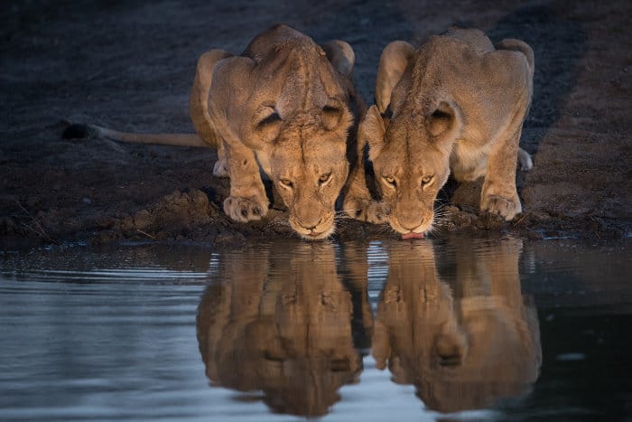 Two lionesses drinking from Djuma dam waterhole