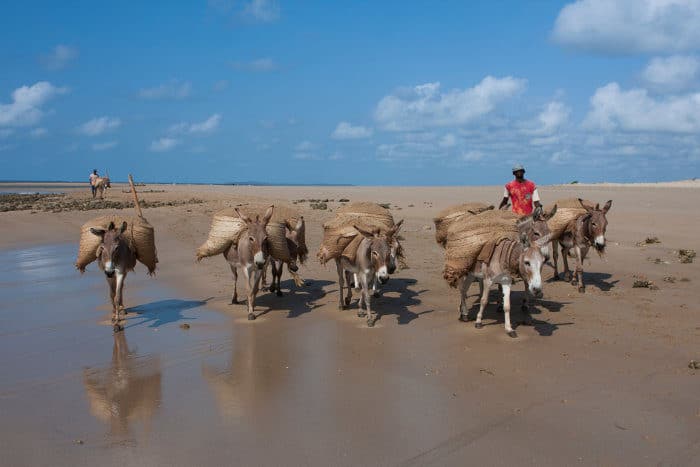 Donkeys carrying goods on a local beach in Lamu