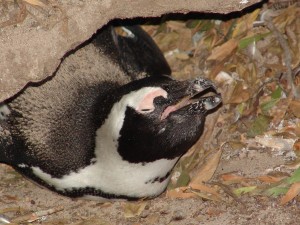 African penguin nesting under vegetation