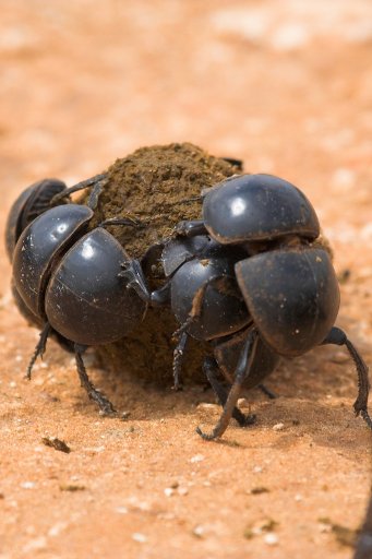 You’ll likely encounter dung beetles busying themselves on the Addo park’s dirt road