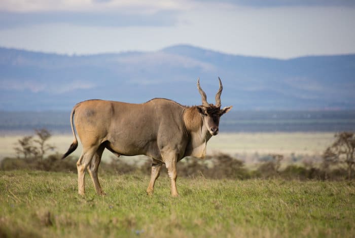 Large eland bull in the African savanna, Ol Pejeta, Kenya