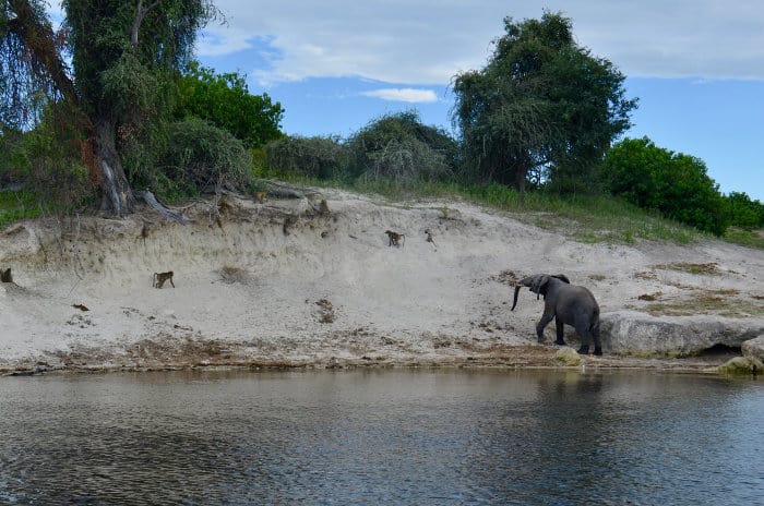 African elephant and olive baboon by the river