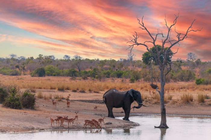 Elephant and herd of impala drinking, with a beautiful sunset in the background