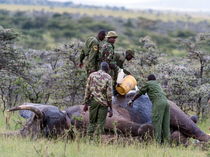 Game rangers in the Masai Mara take care of a wounded elephant