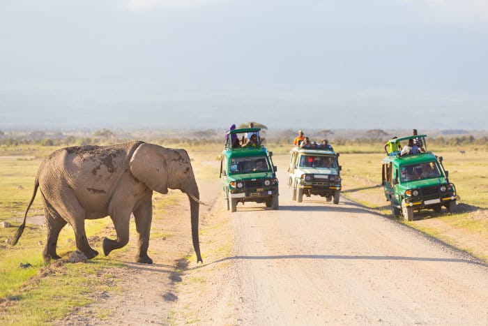 Elephant crosses the road in front of tourists in Amboseli National Park