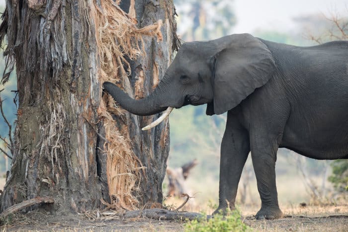 Elephant eating the bark of a Baobab tree
