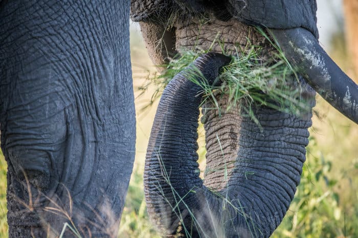 Close-up of an elephant eating grass with its trunk, in Chobe