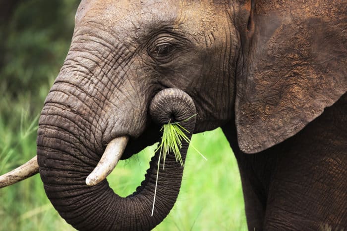 Elephant eating green grass