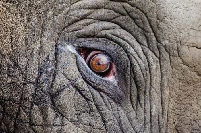 Wrinkled face and elephant eye close-up.