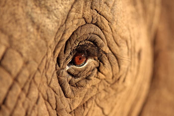 African elephant eye close-up shot, revealing its magnificent eyelashes, wrinkles and face