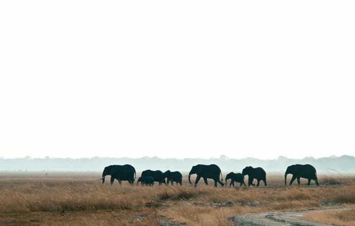 Elephant family walking across the Katavi plains