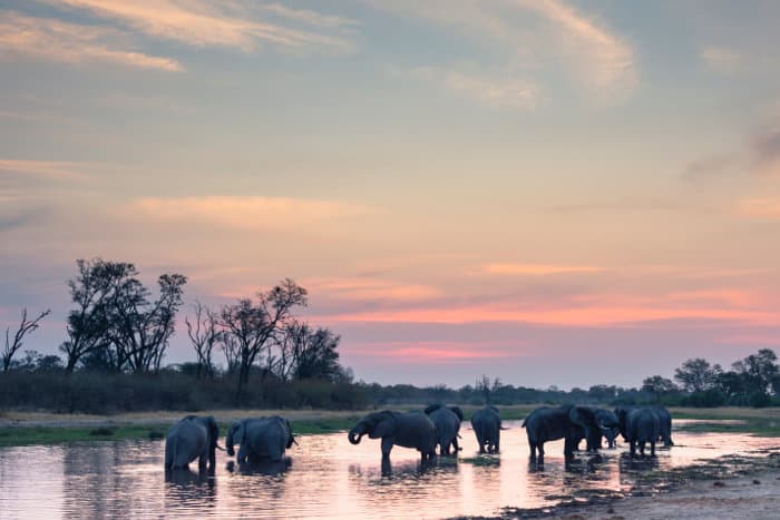 Elephant herd at sunset in the Khwai concession
