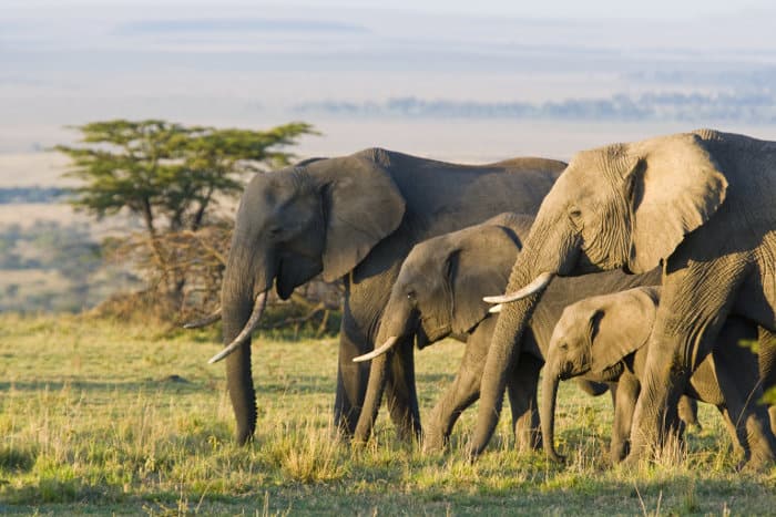 Elephant herd on the Masai Mara plains