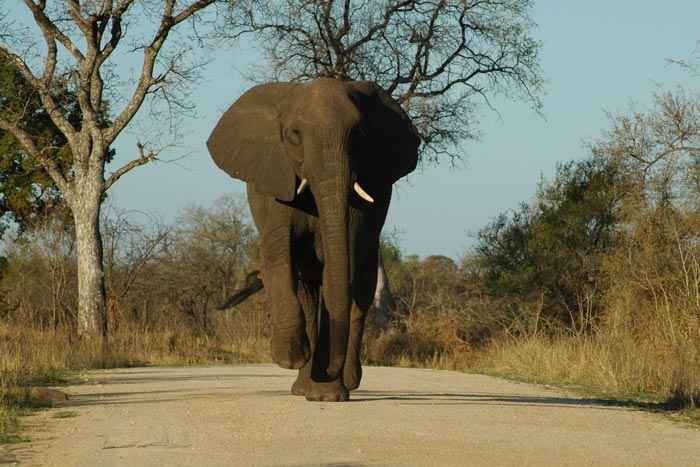 Elephant walking in the middle of the road, Kruger Park