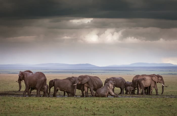 Elephant family enjoys a mud bath in the Masai Mara