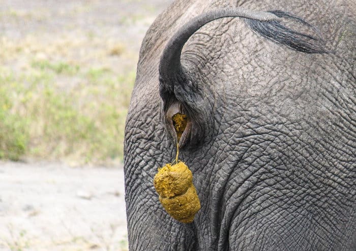 Close-up shot of an African elephant defecating