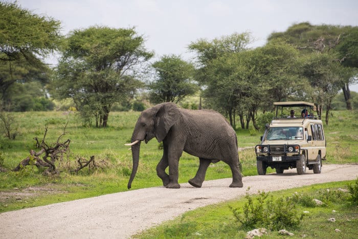 Elephant crosses the road in front of safari jeep in Tarangire National Park