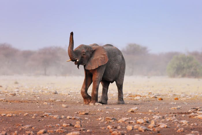 Elephant lifts its trunk to smell the ambient air