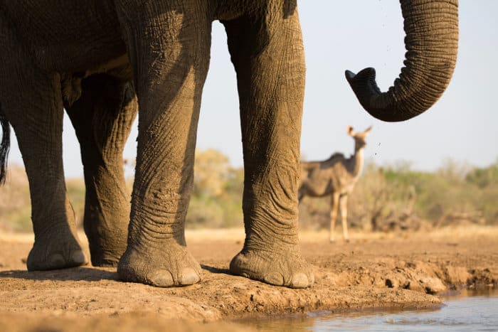 Funny picture of an elephant trunk, with an out-of-focus female kudu in the background