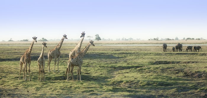 Elephants and giraffe are most abundant in Chobe National Park