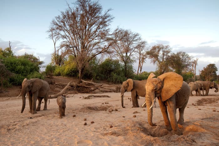 Elephants digging for water in a dry river bed, Kenya