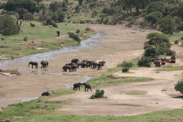 Tourists observe elephants in the dry river bed