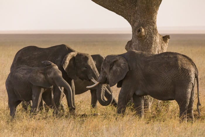 Elephants gather under an acacia tree to mourn dead relative remains