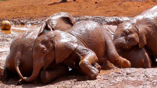 These orphaned elephants surely enjoy their mud bath