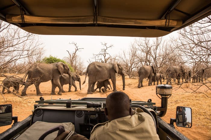 A big herd of elephants crosses the road in Chobe, in the midst of the dry season