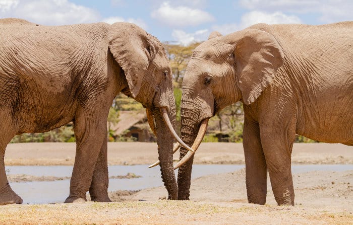 Two elephants meeting head to head, Sweetwaters waterhole, Ol Pejeta Conservancy