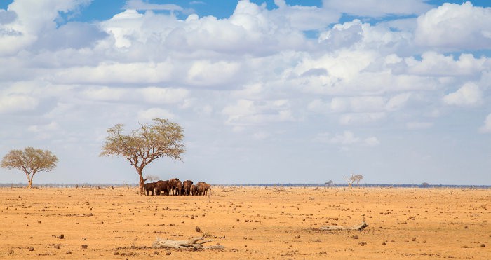 Herd of elephants rest under a tree in very dry land