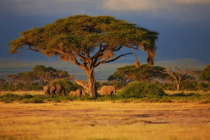 Elephant family under a tree in Amboseli National Park, Kenya