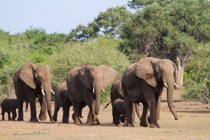 Herd of African elephants walking in a single file, following the matriarch