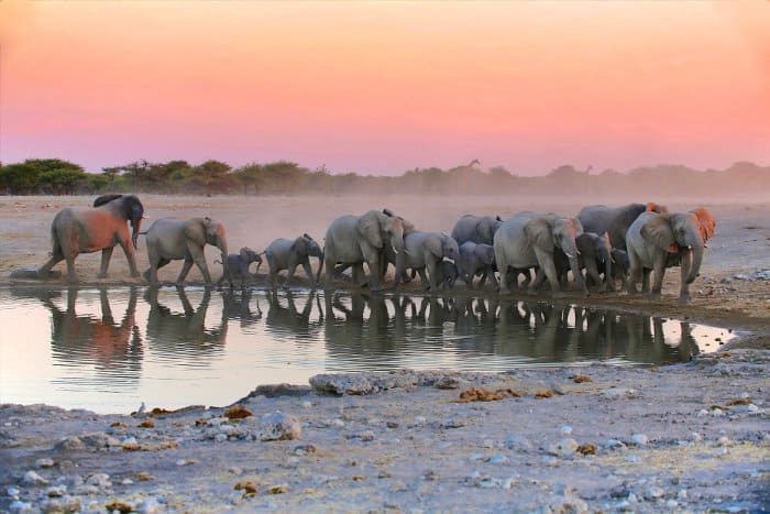 Elephants at a local waterhole in Etosha