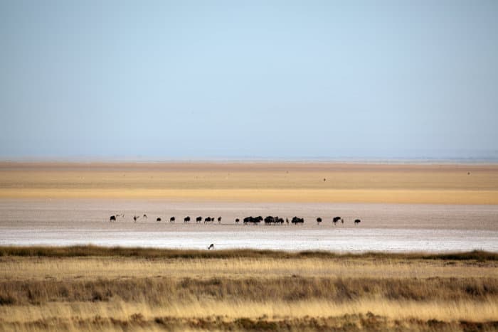 Wildebeest procession on the Etosha pan