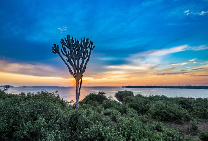 Euphorbia at sunset, Lake Victoria