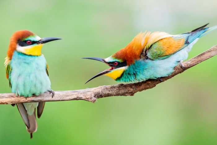 Two European bee-eaters having a little chat